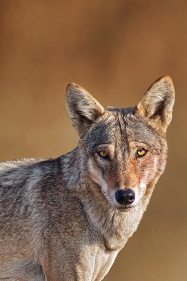 Indian Wolf Potrait