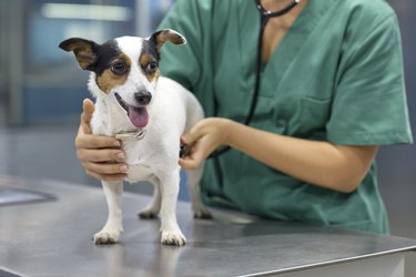 Doctor examining dog with stethoscope in clinic