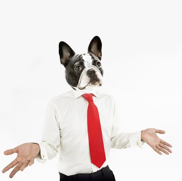 French Bulldog business man with hands extended
