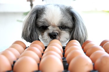 dog looking at tray of eggs