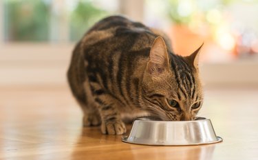 cat eating out of bowl