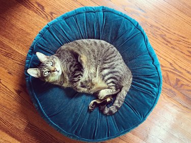 Tabby Cat Lounging on Velvet Pillow