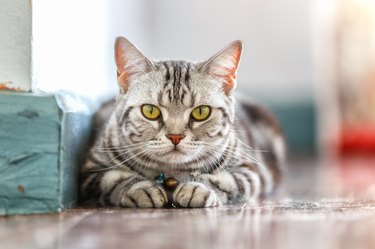 Close up american short hair cat in the house.