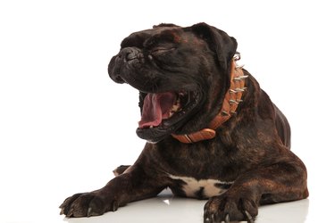 yawning black boxer with brown spiked collar lying