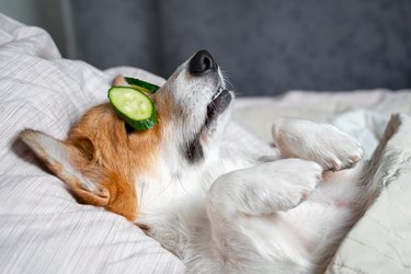 how do you moisturize a dogs hair