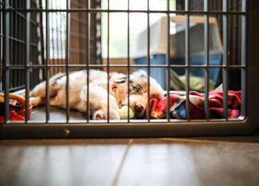 Australian Shepherd Puppy asleep in a crate