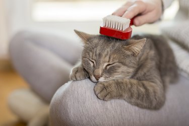 Brushing the cat