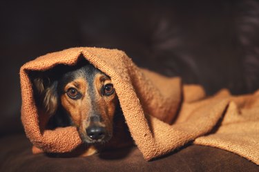 Dog hiding under blanket