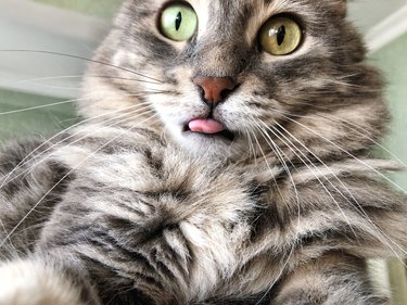 closeup face of a cat sticks out its tongue