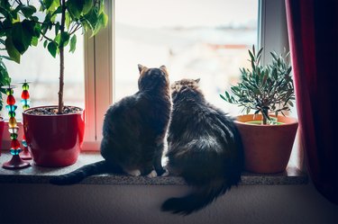 Two cats sits on window sill and looking outside