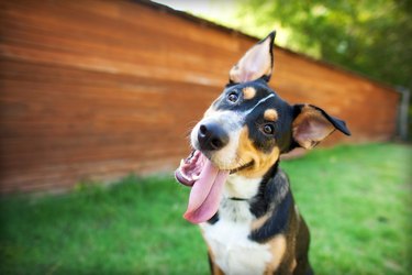 why dogs look at you while pooping