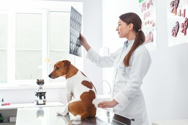 Veterinarian showing dog x-ray .