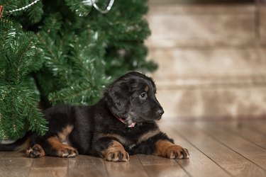 Black and golden hovawart puppy