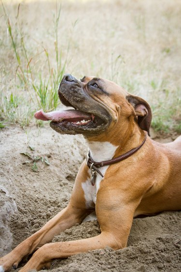 Boxer Takes a Break From Digging