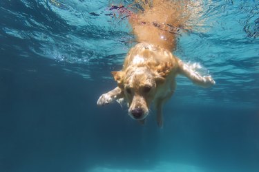 Yellow dog swimming underwater in pool.