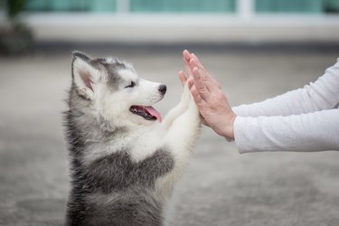 Puppy pressing his paw against a Girl hand