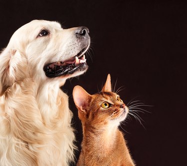 Dog And Cat On Black Background