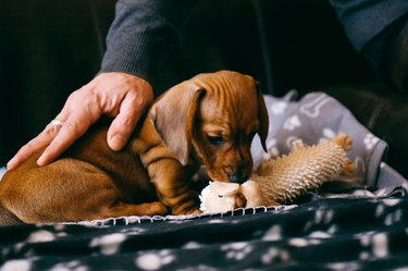 Brown dachshund puppy playing with a soft toy, owner pets him
