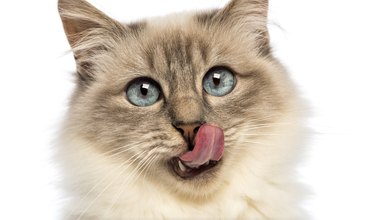 Close-up of a Birman licking against white background