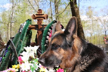 German shepherd dog near the grave of the owner