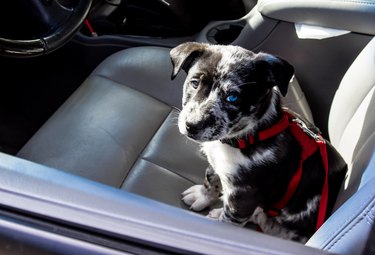 High Angle View Of Puppy Sitting In Car