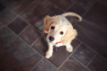 Puppy Sitting And Looking Up on tile floor