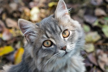 Gray street cat closeup