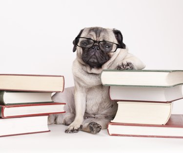 smart intelligent pug puppy dog with reading glasses, sitting down between piles of books