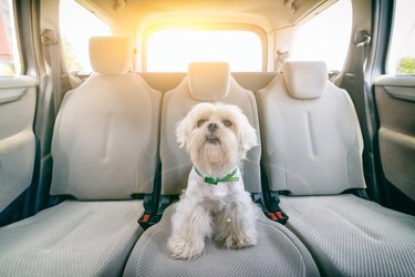 Dog in car sitting alone