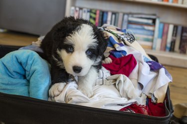 Puppy sitting in a packed suitcase