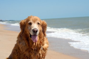 Front view close up picture of a Golden Retriever dog breed sitting on the beach