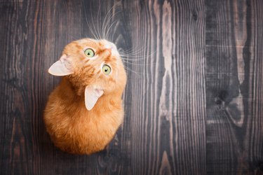 Cat looking up sitting on the wooden background.