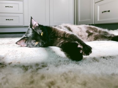 Tired Cat Rests in Sunny Spot on Kitchen Rug