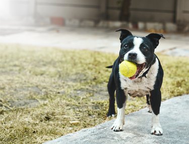 Happily excited Staffordshire bull terrier with ball in it mouth