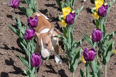 Cute miniature bull terrier is playing on the field with tulips. Pet animals.