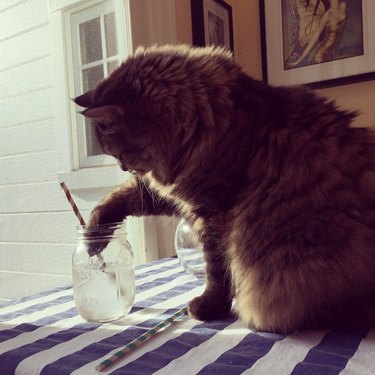cat pawing water glass