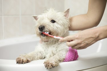 Human brushing a dog's teeth in a bathroom tub.