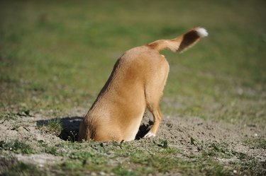 Dog is digging a hole.