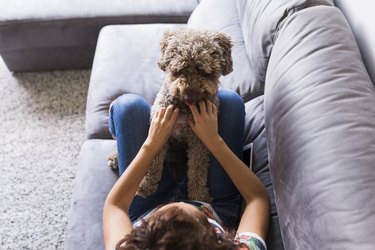 Lovely brown spanish water dog sitting on the sofa with her owner at home, Funny time together. Lifestyle photography. pets indoors