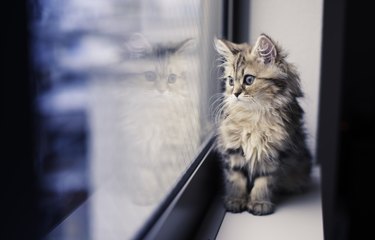 Persian kitten and reflection by window