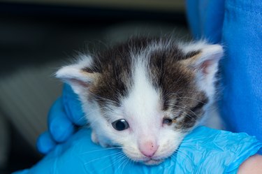 kitten with conjunctivitis at the veterinary clinic