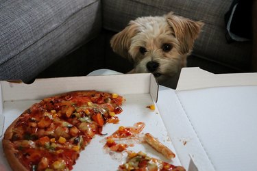 dog staring at pizza