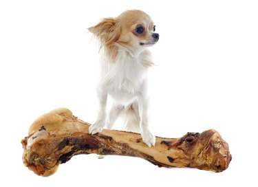 Chihuahua with oversized bone on a white background
