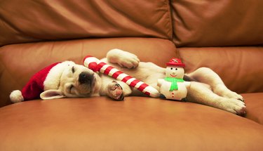 Puppy sleeps on sofa with christmas toys