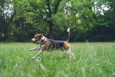 Cute beagle dog in a park