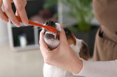 Female groomer brushing dog's teeth in salon