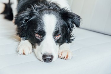 Funny portrait of cute smiling puppy dog border collie on couch indoors. New lovely member of family little dog at home gazing and waiting. Pet care and animals concept