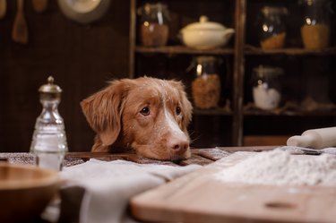 dog is cooking in the kitchen. A pet cook.