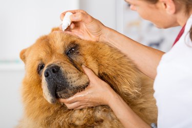 Closeup of vet placing drops in eye of large brown dog