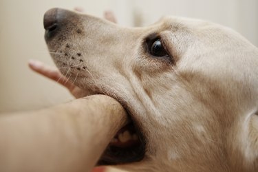 Labrador with mouth around an arm
